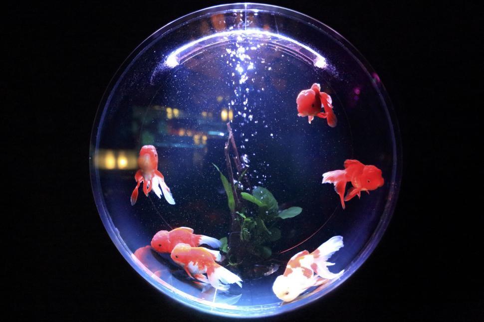 Free Image of Goldfish Bowl in Dark Room 