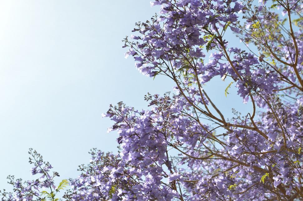 Free Image of Tree With Purple Flowers and Blue Sky 