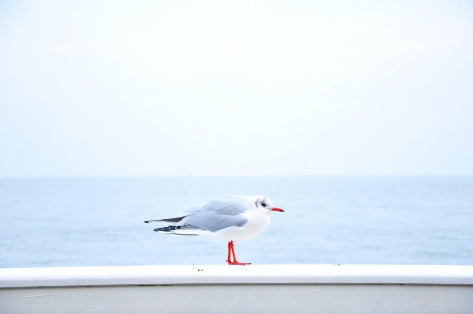 Free Image of Seagull Standing on the Edge of a Boat 