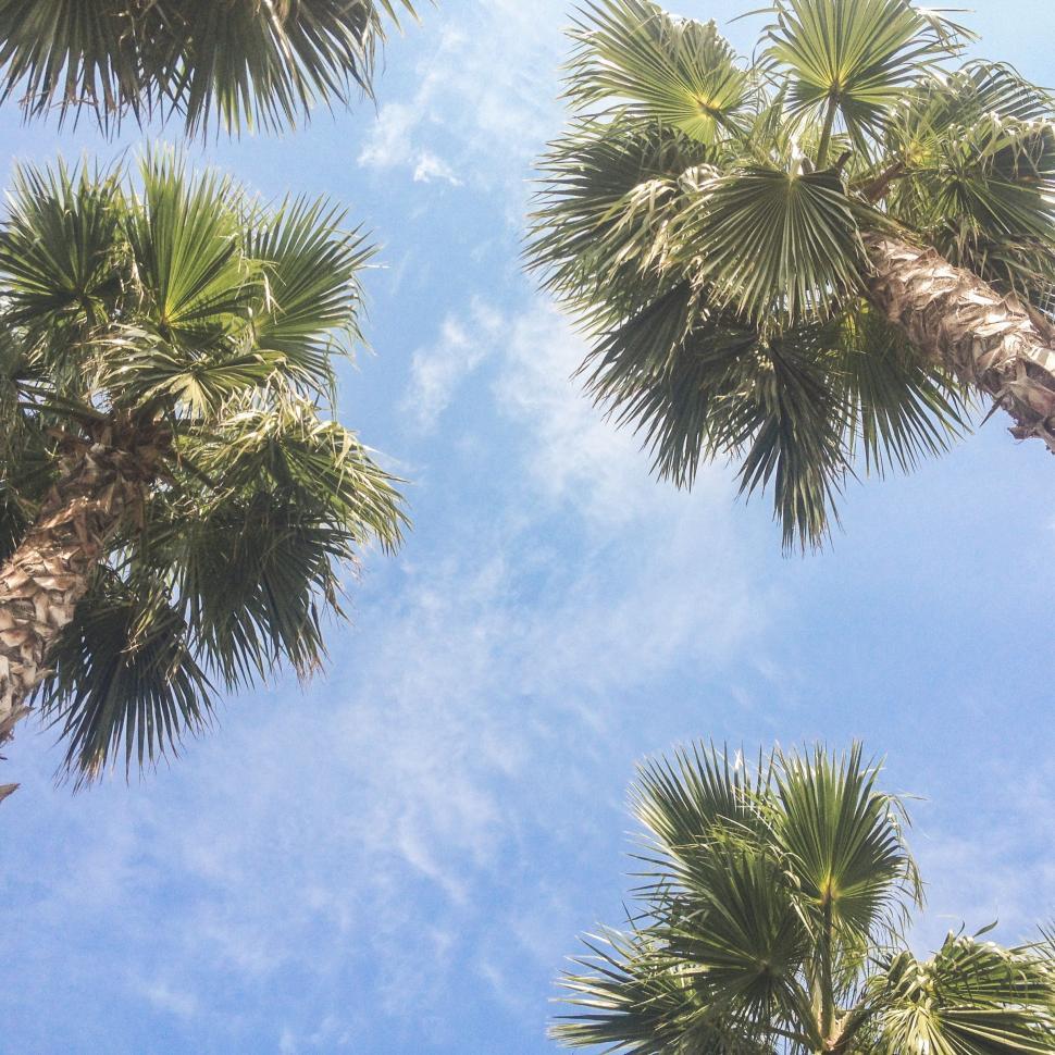 Free Image of Palm Trees Against Blue Sky 