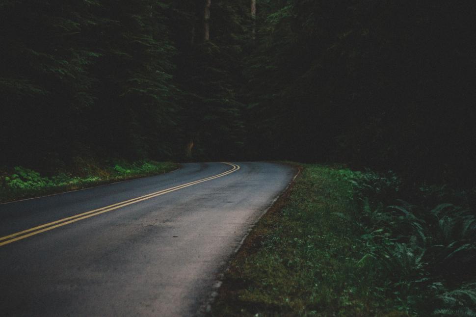 Free Image of Road Through Woods 