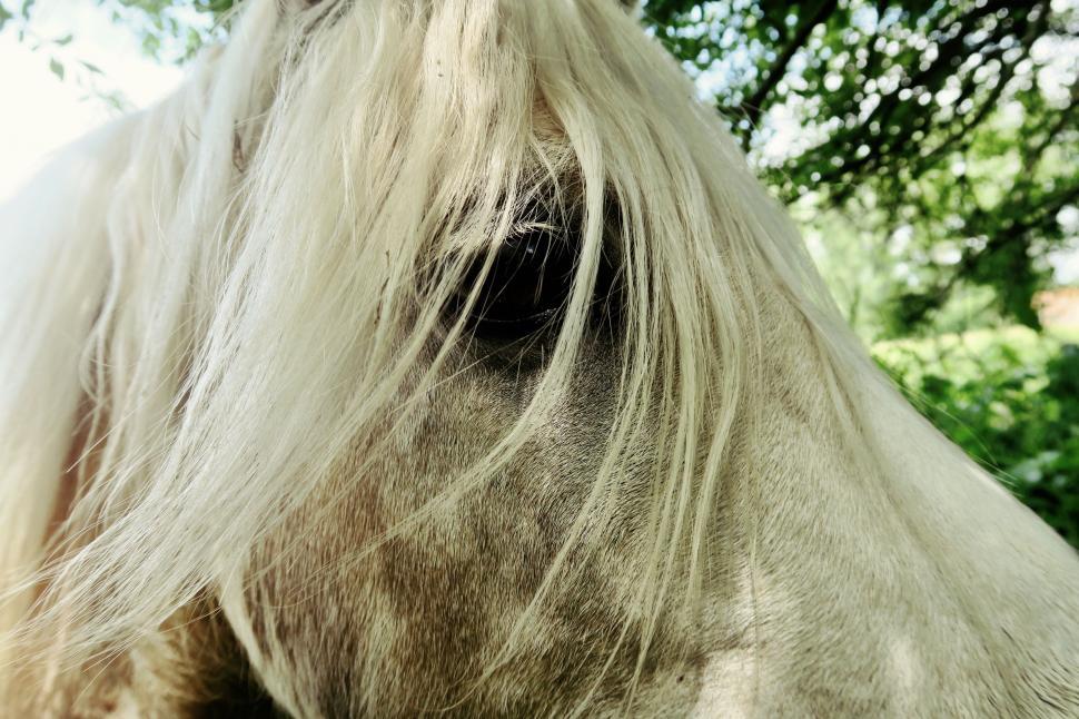 Free Image of Close Up of a White Horse With Long Hair 