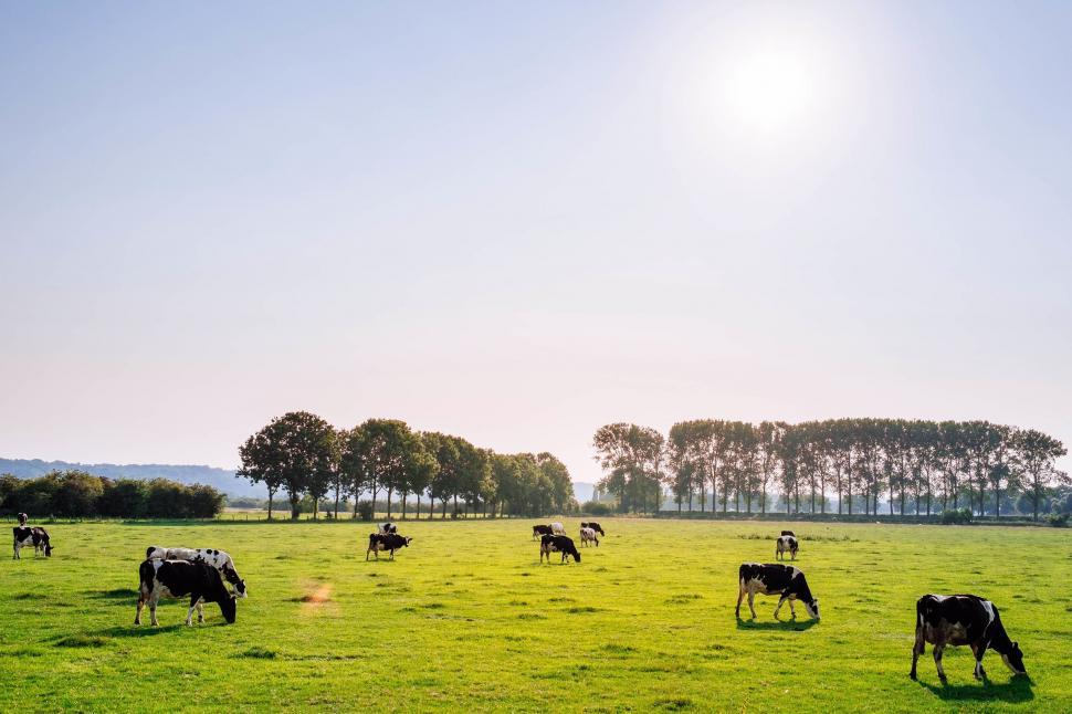 Free Image of A Herd of Cattle Grazing on a Lush Green Field 