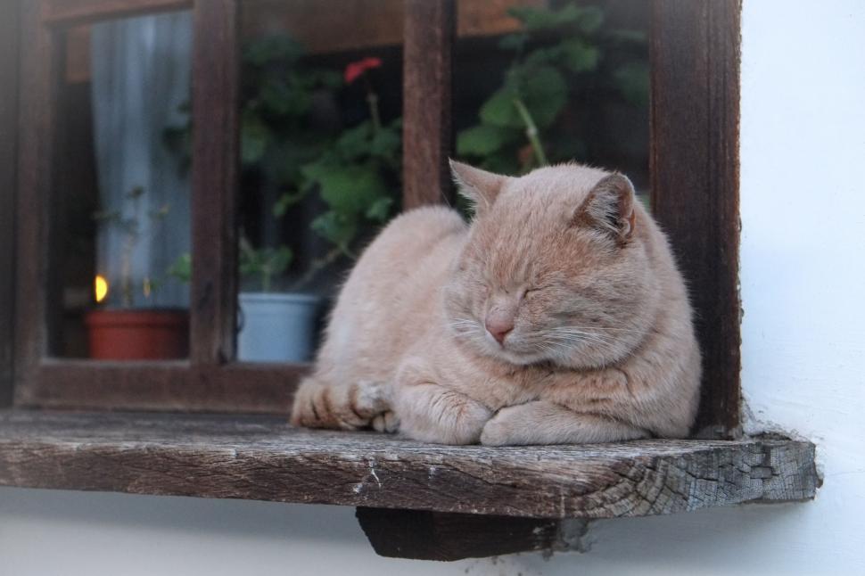 Free Image of Cat Resting on Window Sill Next to Potted Plant 