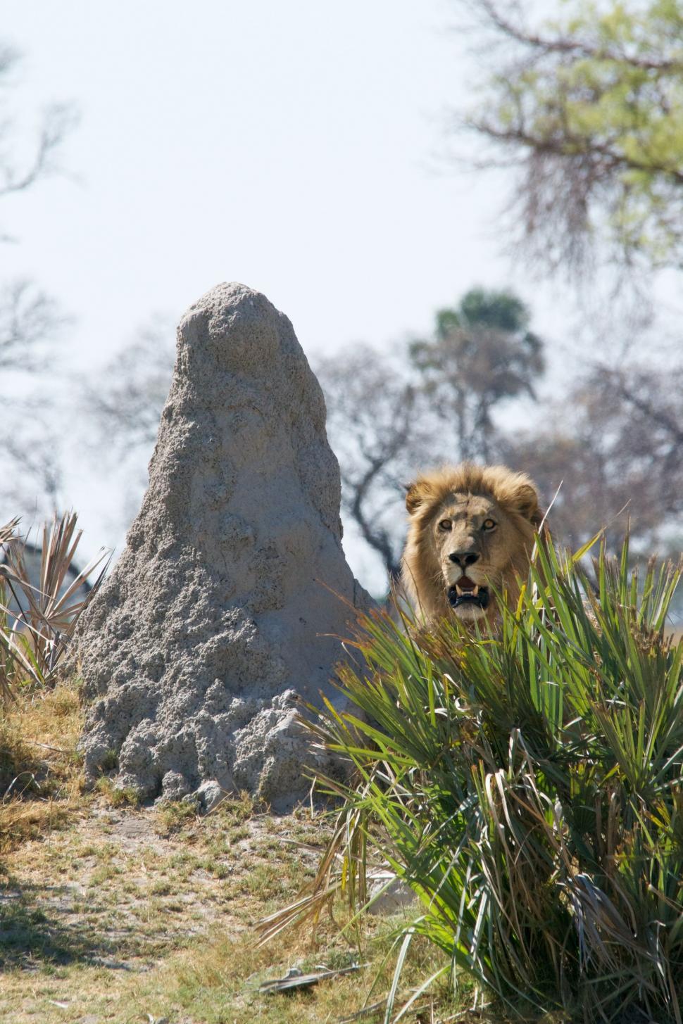 Free Image of Lion Standing in Field Next to Rock 