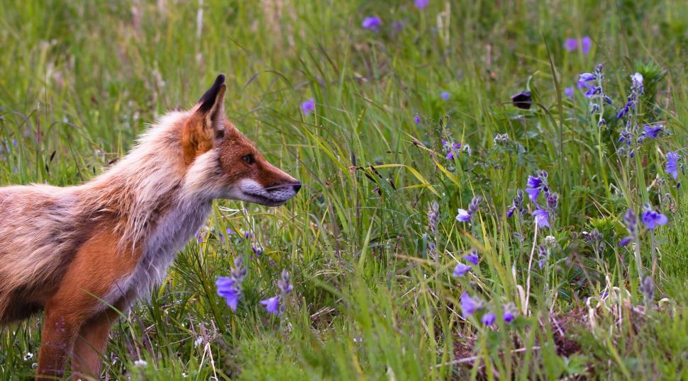 Free Image of Fox Standing in a Field of Tall Grass 