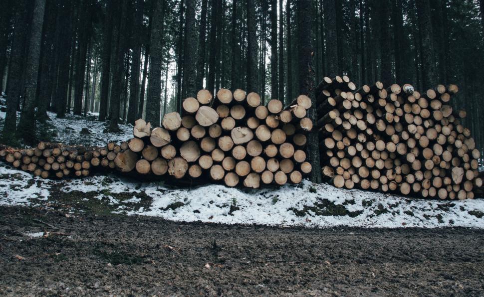 Free Image of Stack of Logs in Forest 