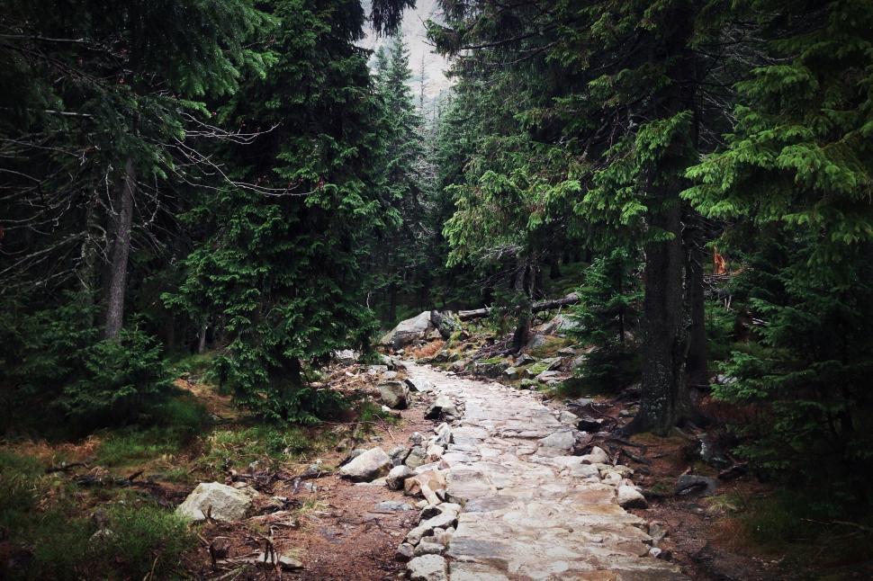 Free Image of Rocky Path Cutting Through Forest 