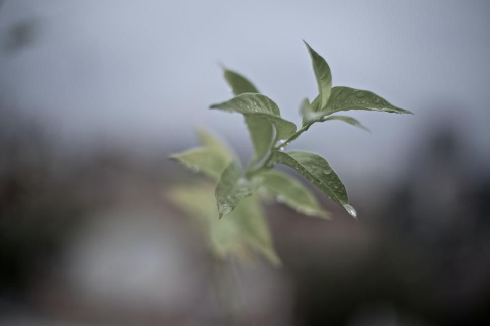 Free Image of Green Plant With Leaves in the Foreground 