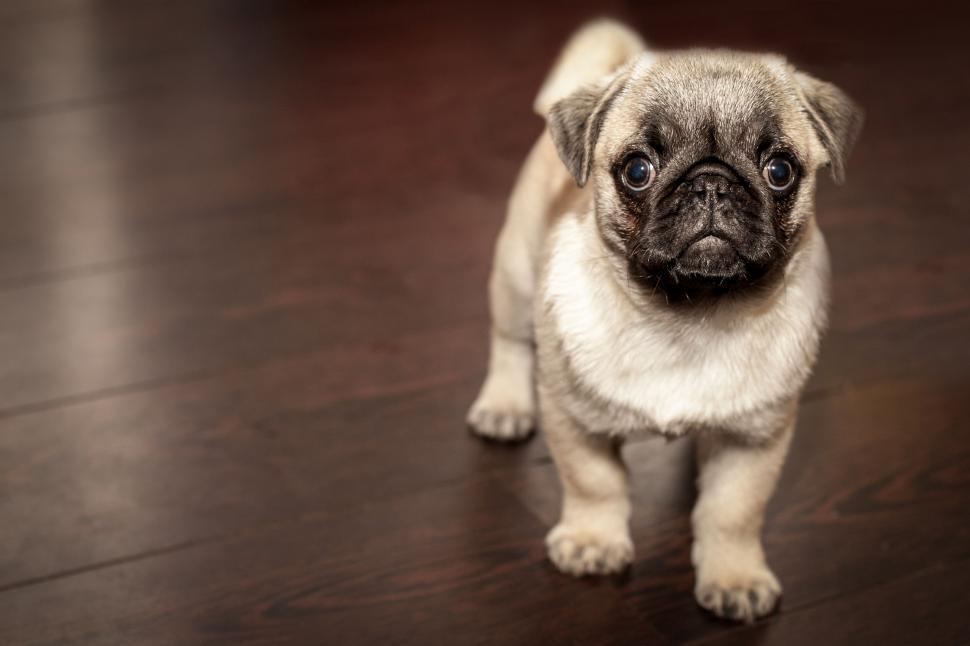 Free Image of Small Pug Dog Standing on Hardwood Floor 