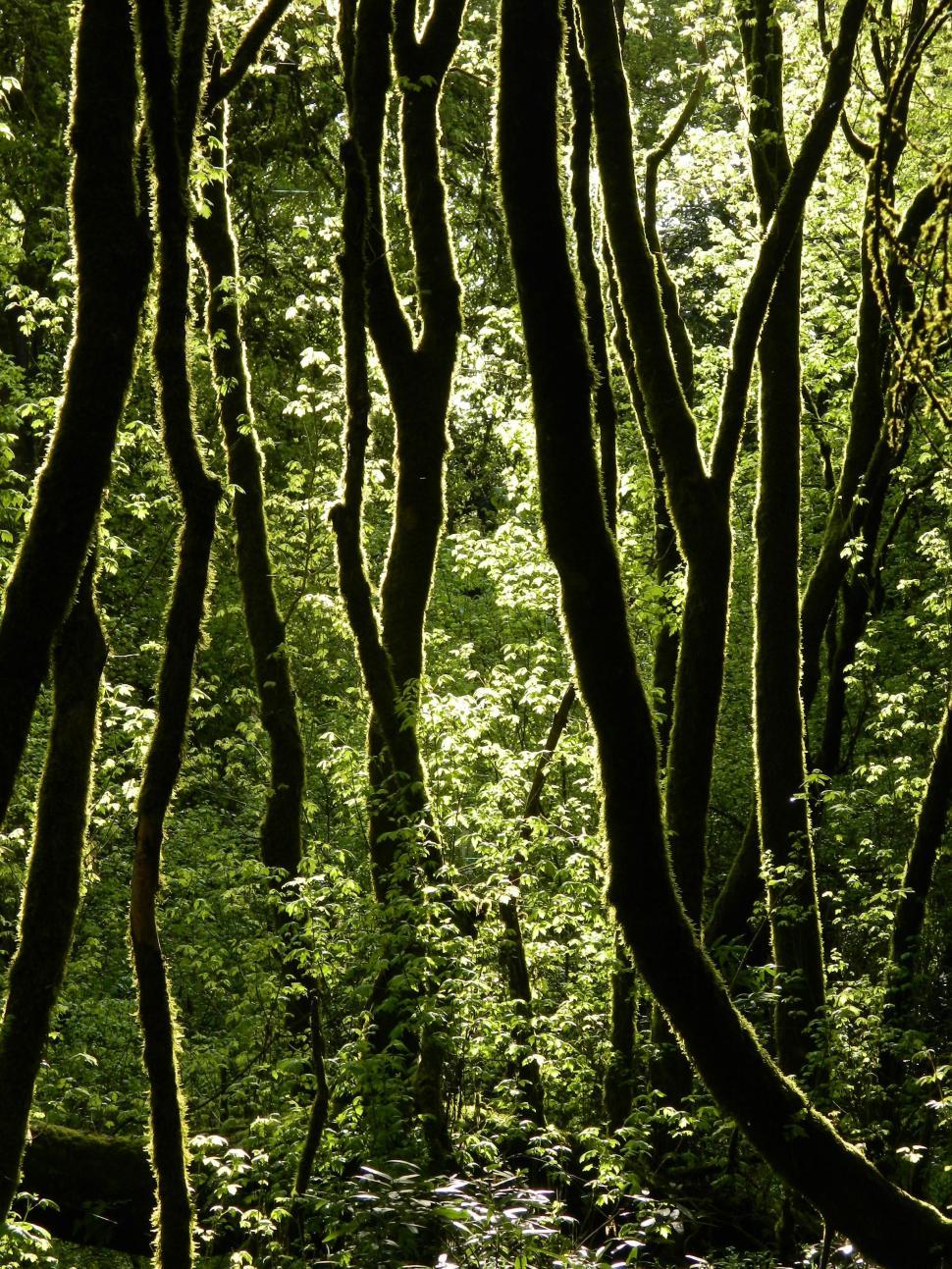 Free Image of Dense Green Forest Landscape 