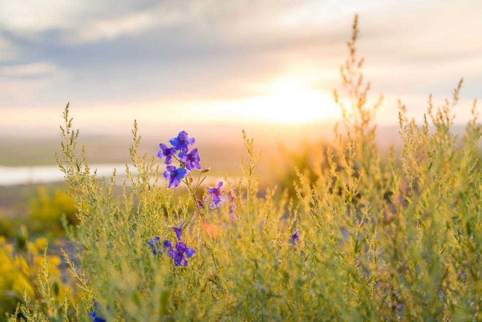 Free Image of Field of Wildflowers at Sunset 