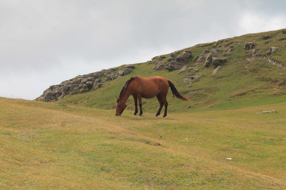 Free Image of Brown Horse Grazing on Lush Green Hillside 