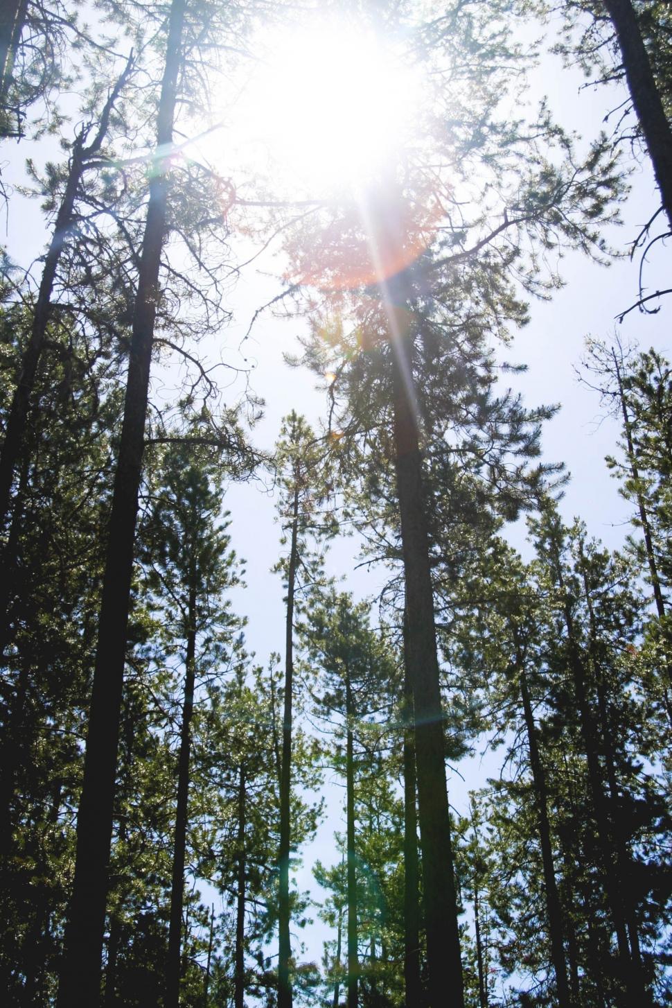 Free Image of Sun Shining Through Trees in Forest 