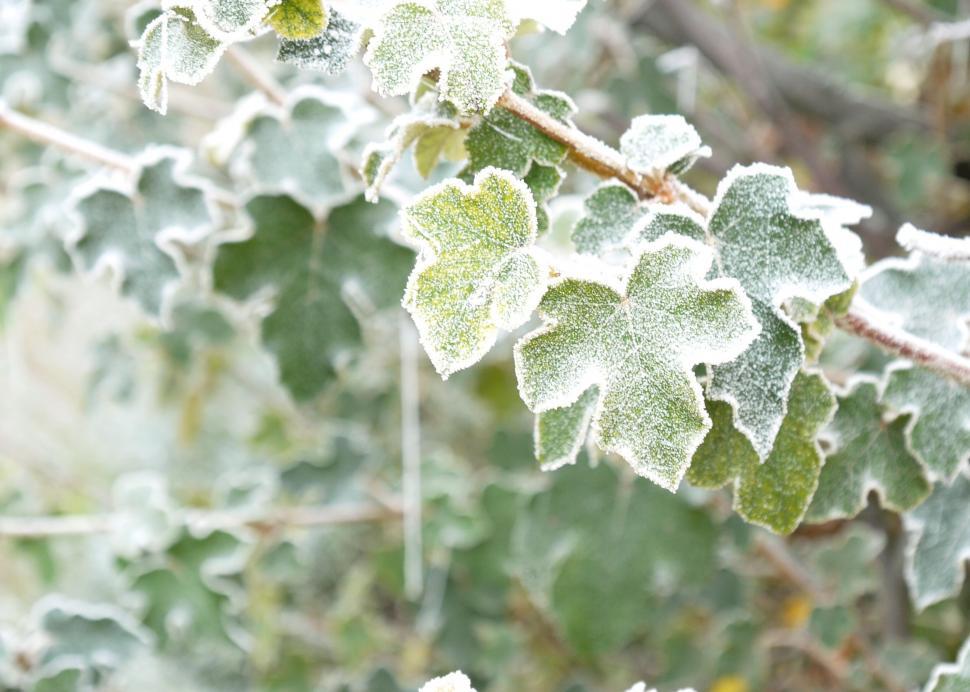 Free Image of Frost Covered Leaves on a Tree Branch 