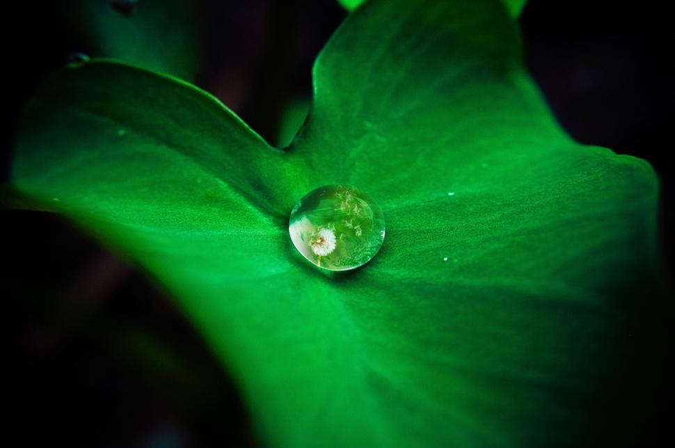 Free Image of Water Drop on Green Leaf 