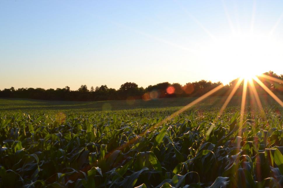 Free Image of Sun Shining Over Field of Crops 