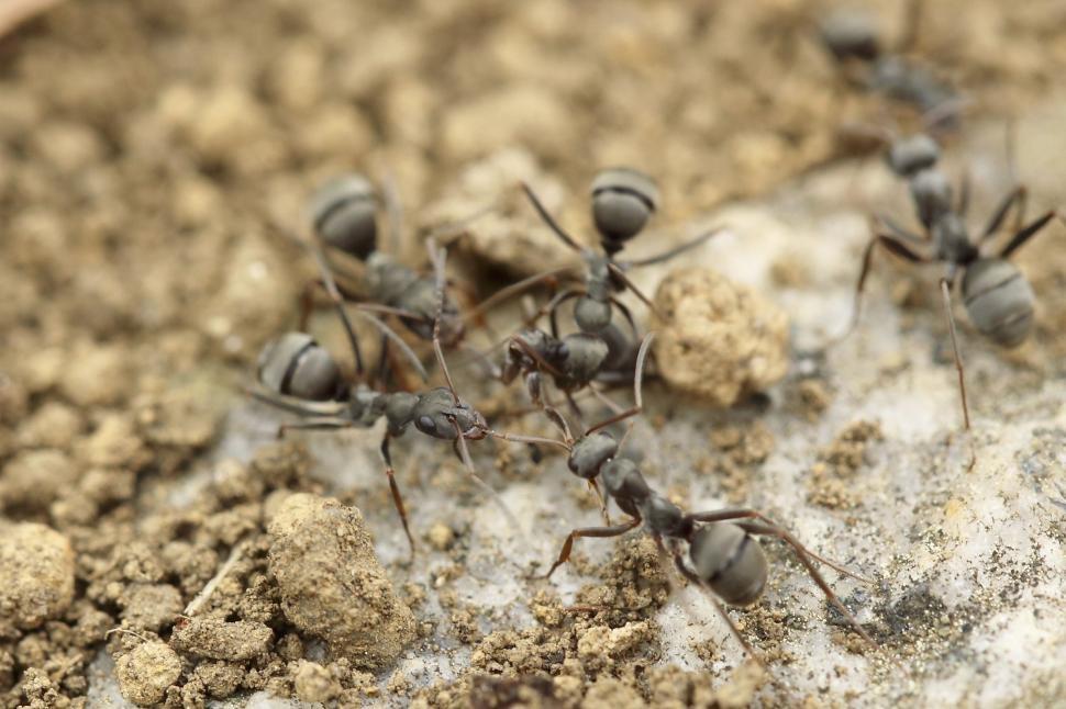Free Image of Group of Ants Standing on Top of a Rock 