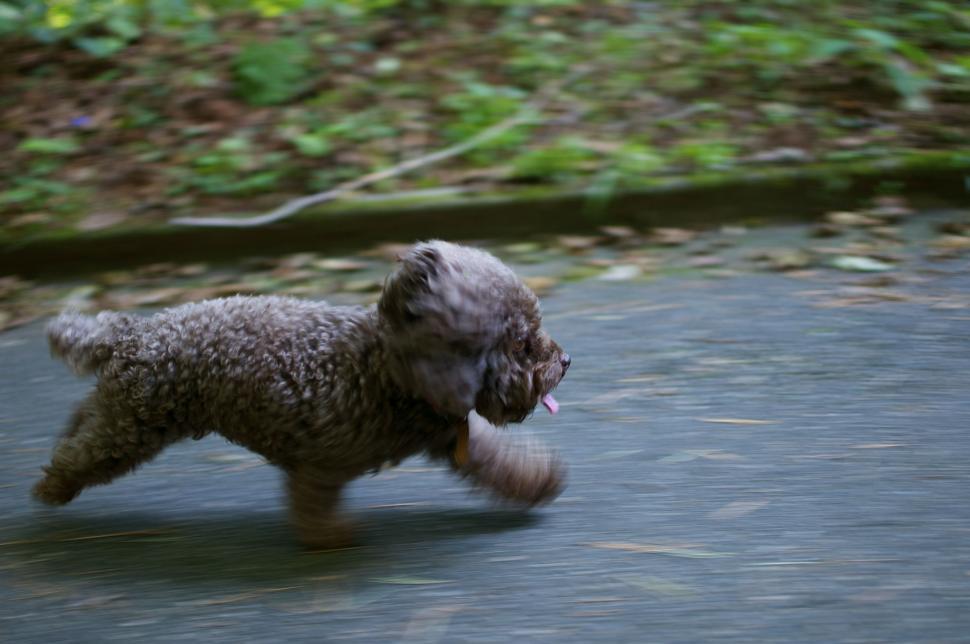 Free Image of Small Dog Running Across Wet Road 