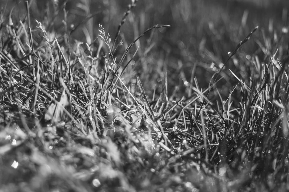 Free Image of Black and White Photo of Grass 