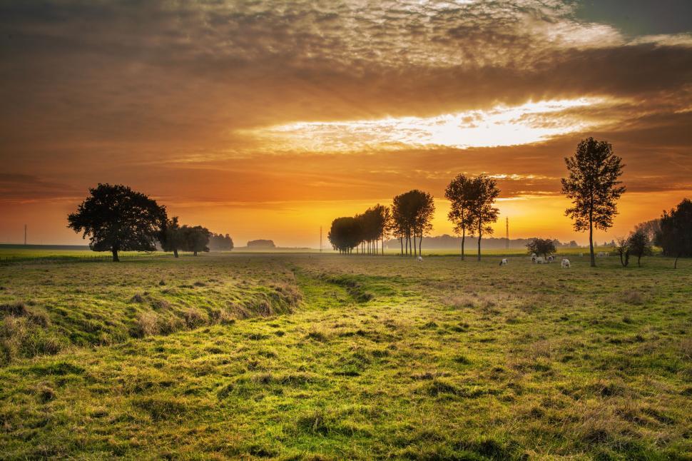 Free Image of Grassy Field With Trees in the Distance 