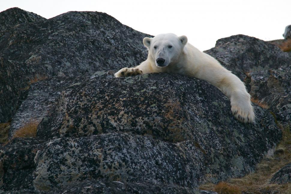 Free Image of Polar Bear Resting on Large Rock 
