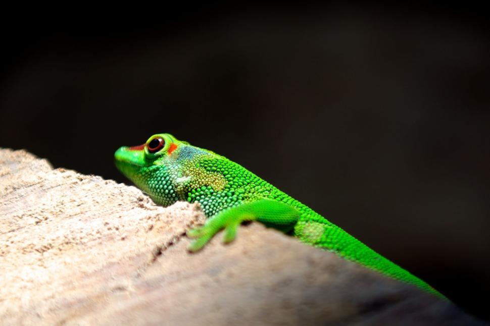 Free Image of Green Lizard Sitting on Top of a Tree Branch 