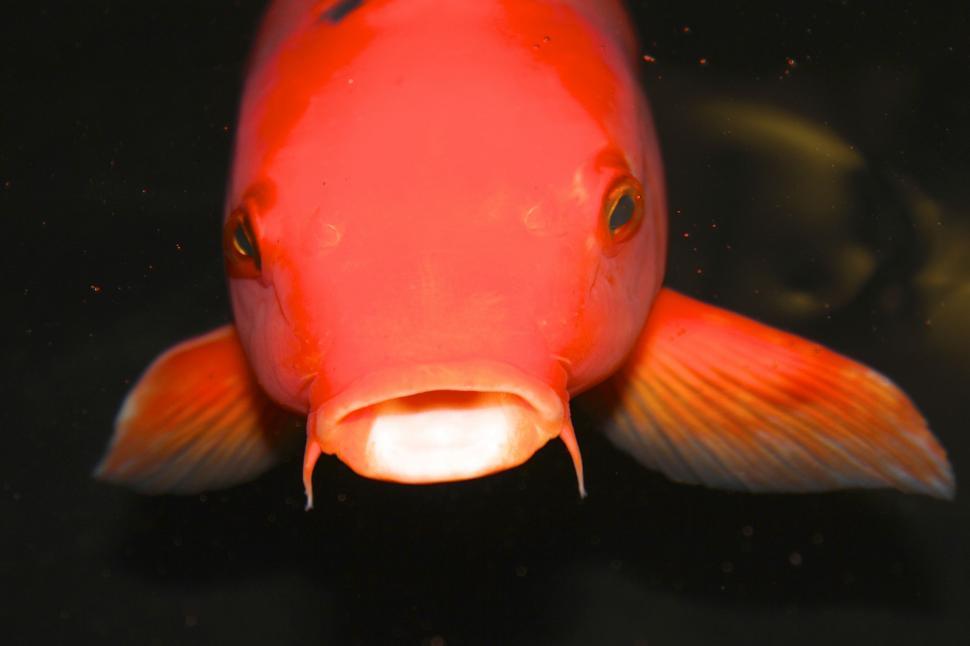 Free Image of Fish With Illuminated Mouth 