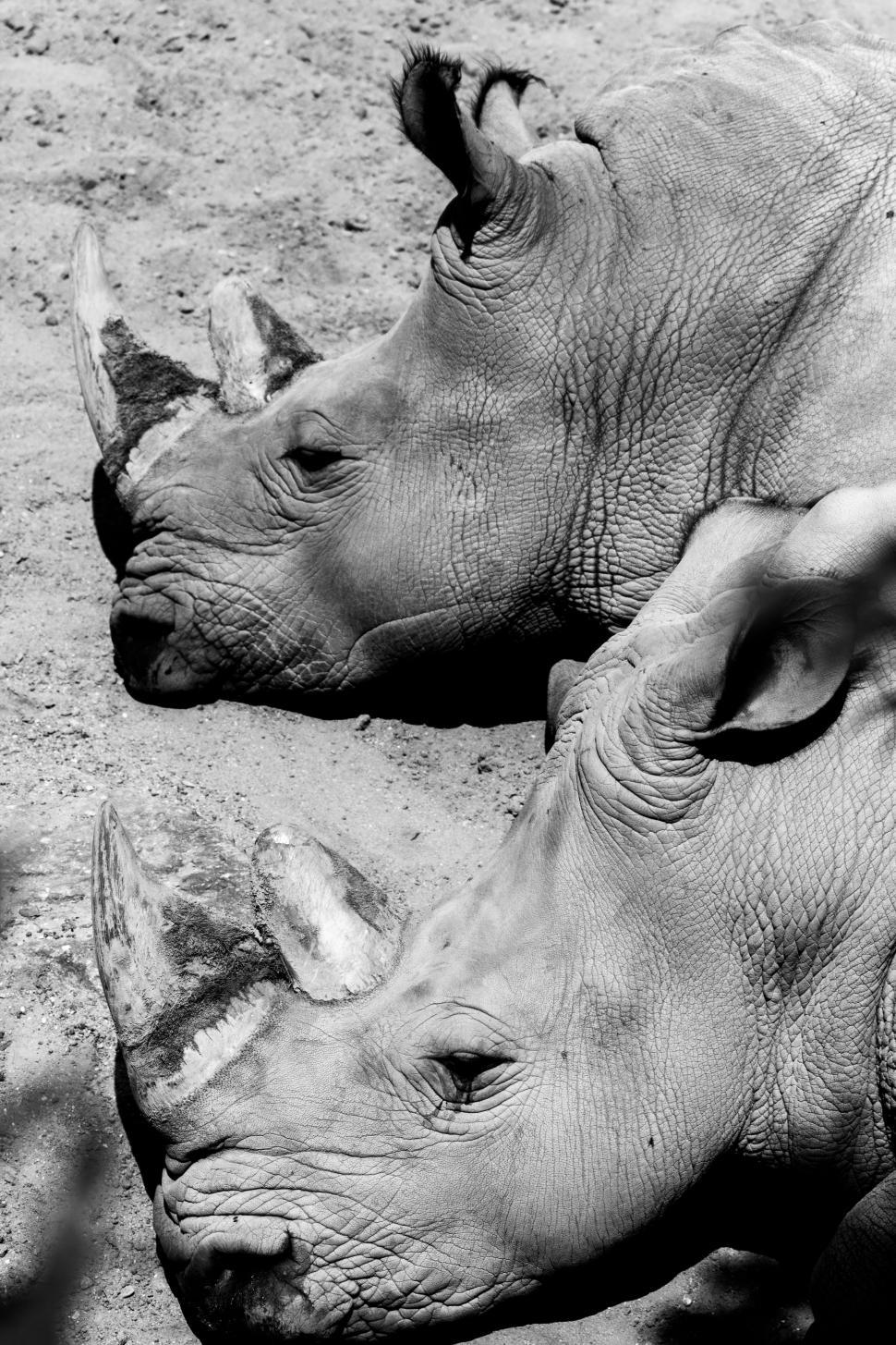 Free Image of Resting Rhino in Black and White 