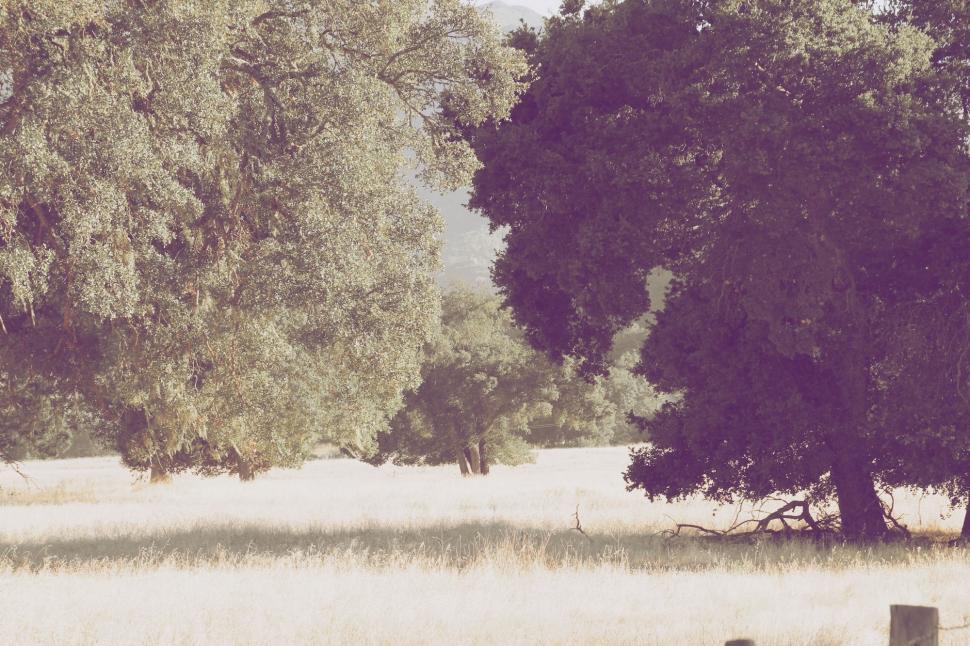 Free Image of Horse Grazing in Field Next to Tree 