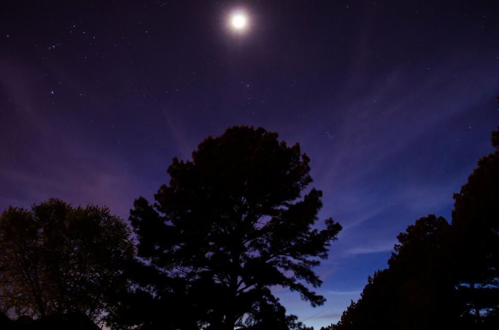 Free Image of Moonlit Night With Trees 
