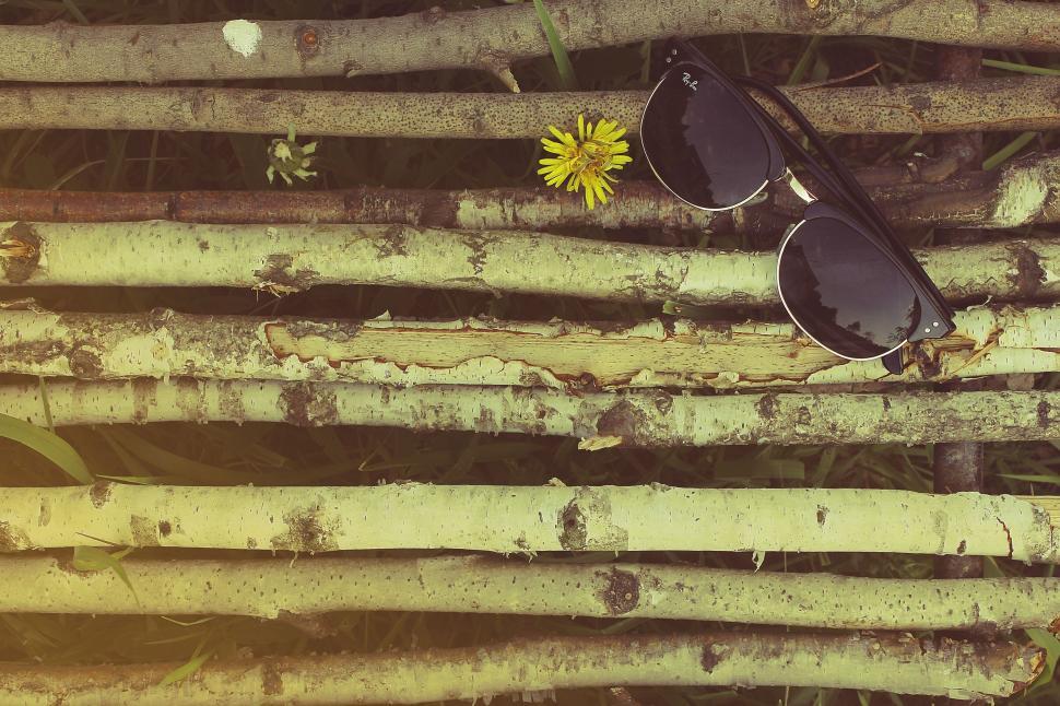 Free Image of Sunglasses Resting on Tree Trunk 