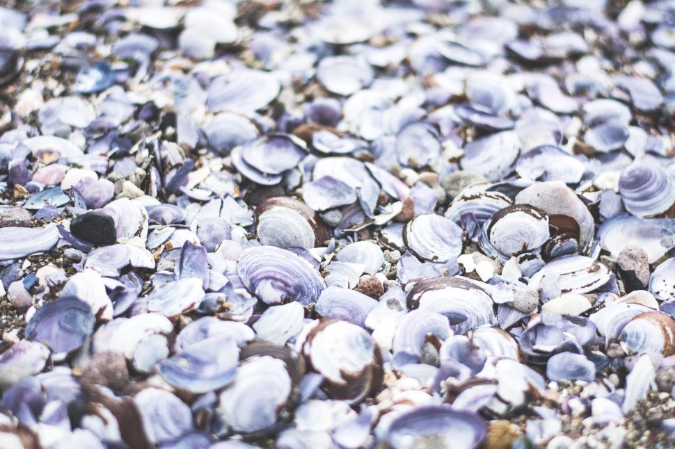 Free Image of Group of Seashells Scattered on the Ground 