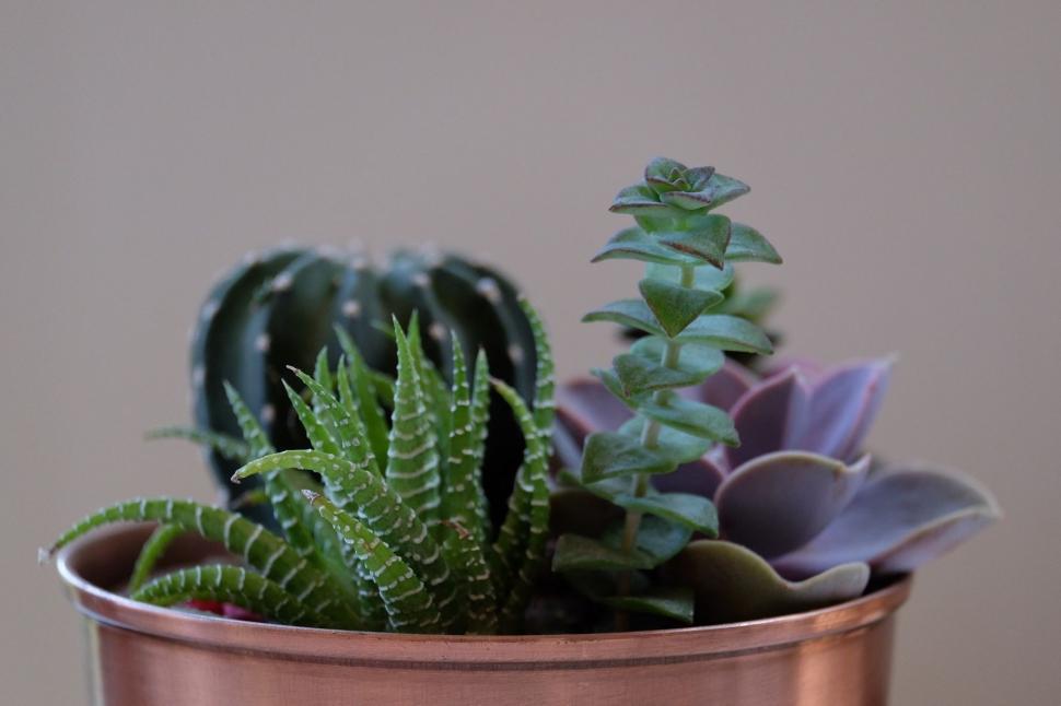 Free Image of Copper Pot With Succulent Plant 
