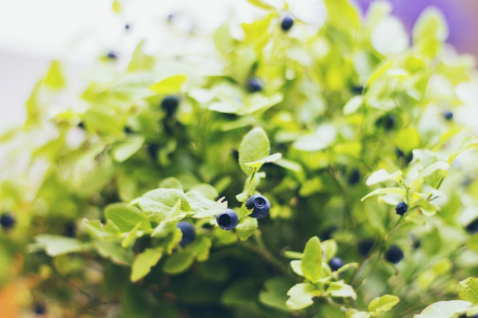 Free Image of Close Up of Plant With Blue Berries 
