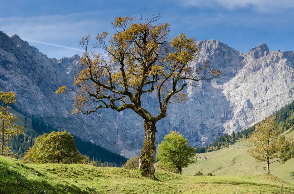 Free Image of Tree Standing in Grass Field With Mountain Background 