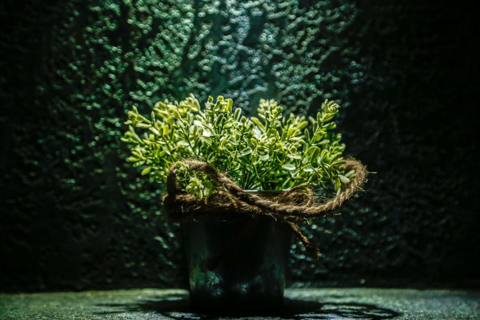 Free Image of Small Potted Plant With Rope Tied Around It 