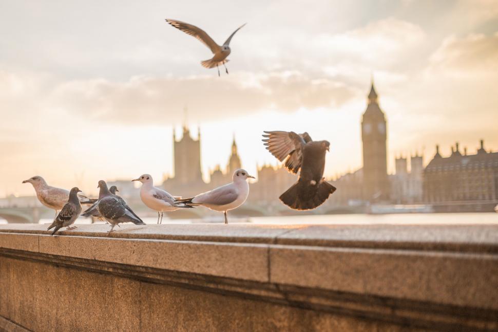 Free Image of Flock of Birds Standing on Top of Bridge 