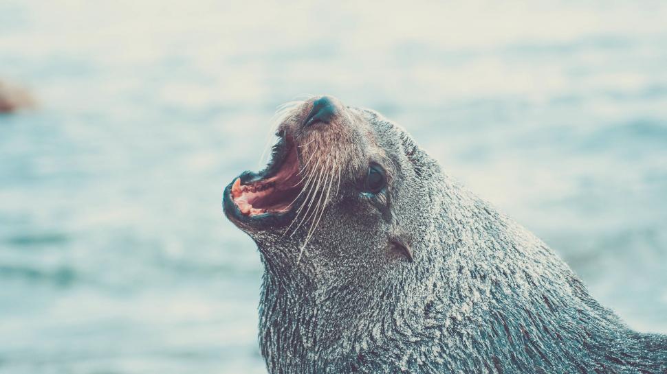 Free Image of Close Up of a Seal With Its Mouth Open 