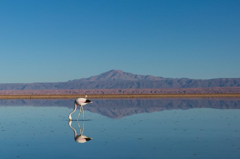 Free Image of Flamingo Standing in Lake With Mountains in Background 