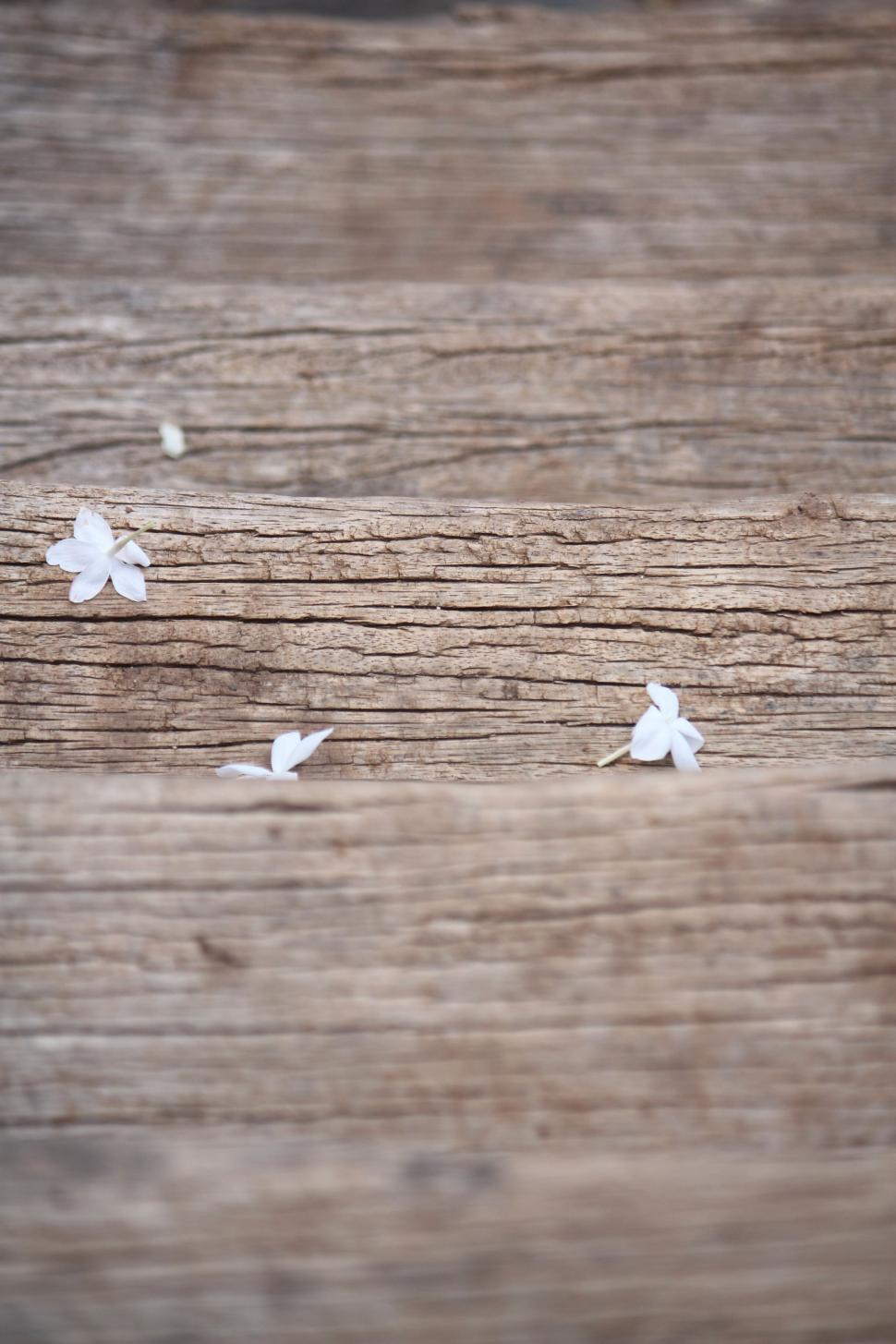 Free Image of Group of White Birds Flying Over Wooden Surface 
