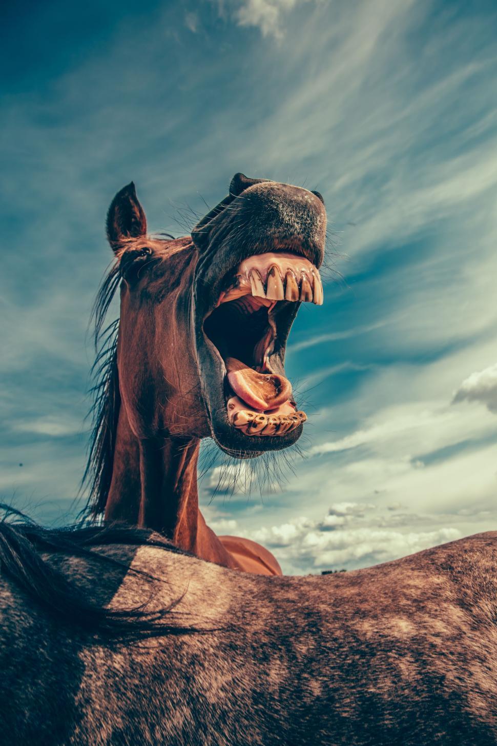 Free Image of Close Up of Horse With Mouth Open 