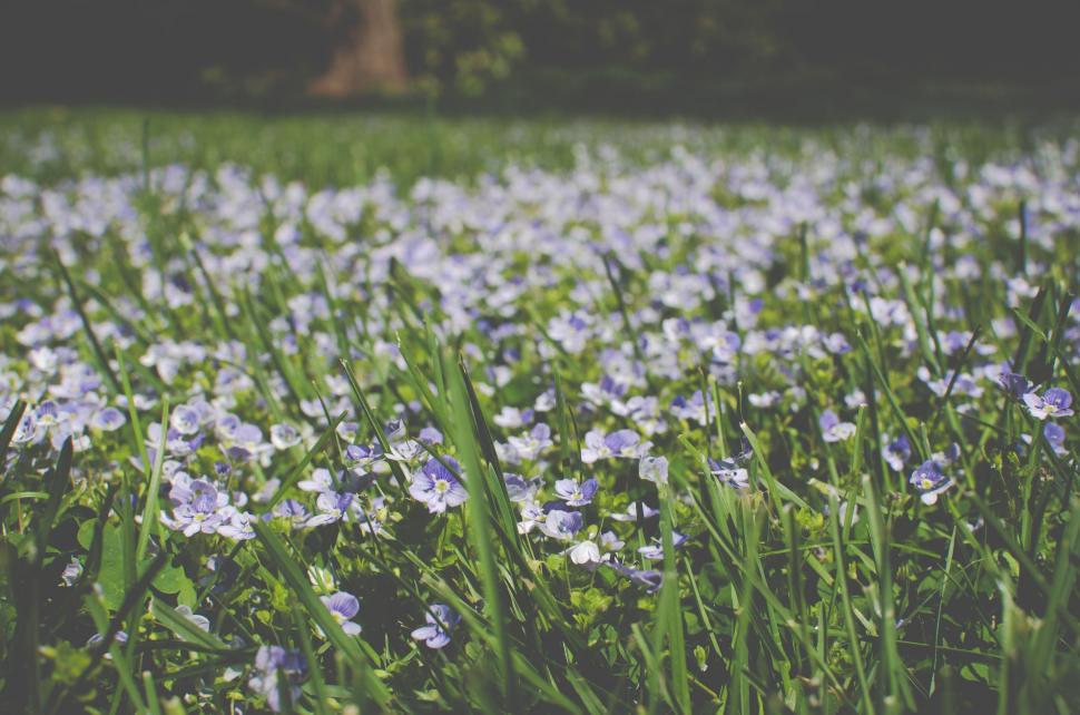 Free Image of Field of Blue Flowers in Grass 