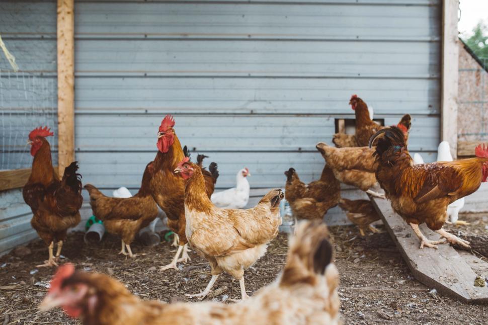 Free Image of Group of Chickens Walking Around Chicken Coop 