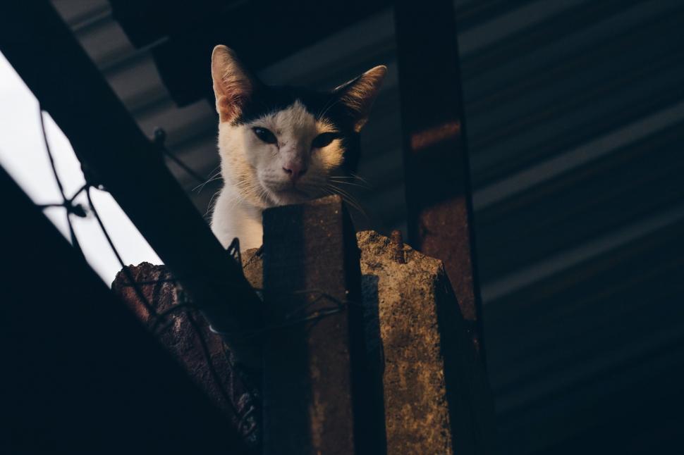 Free Image of Cat Sitting on Top of Wooden Fence 