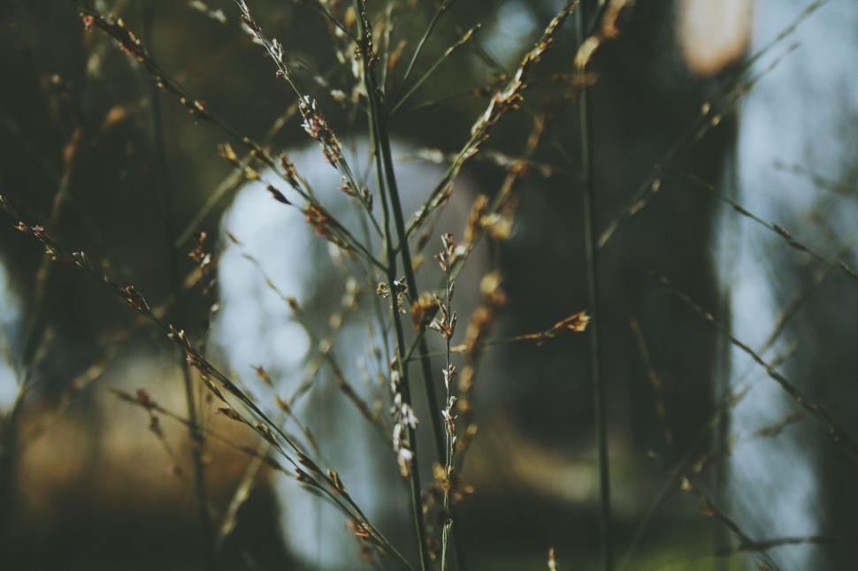 Free Image of Blurry Plant in the Woods 