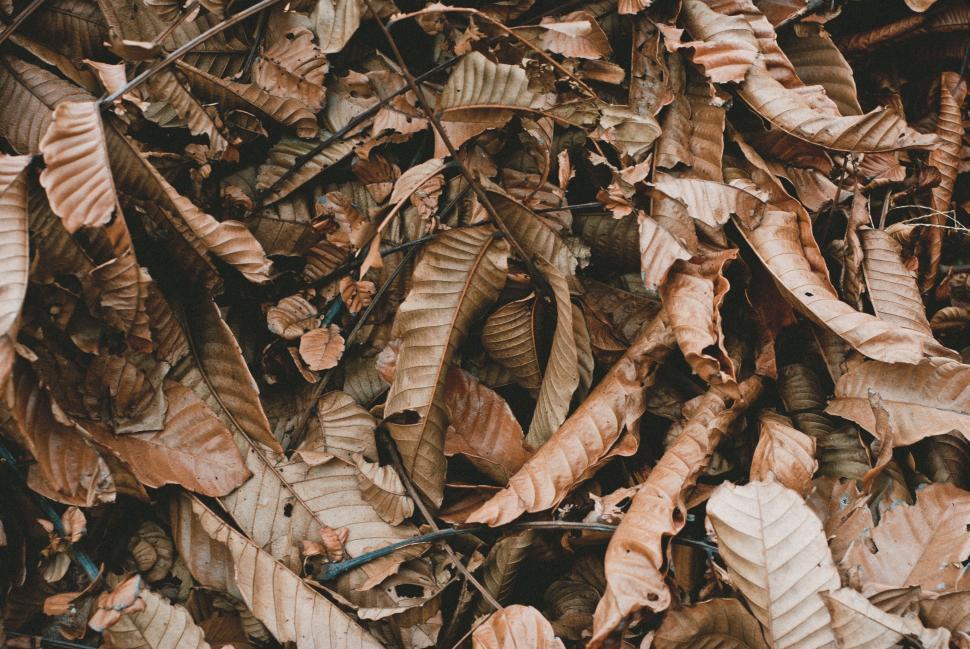 Free Image of Pile of Leaves Scattered on the Ground 