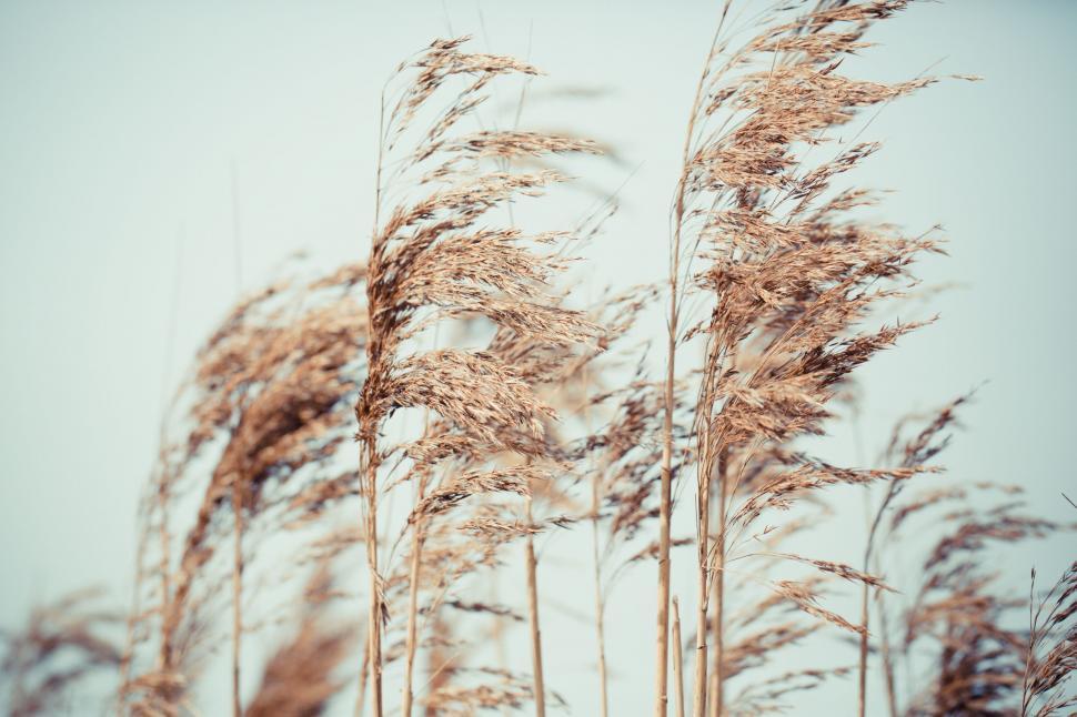 Free Image of Tall Brown Grass Blowing in the Wind 