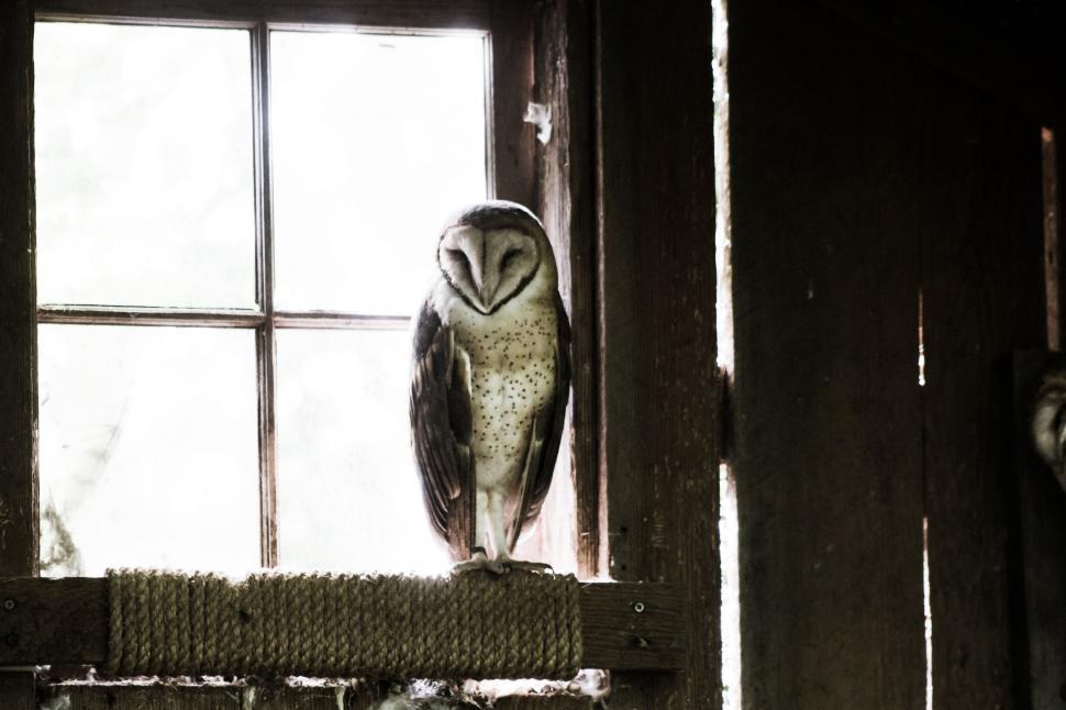 Free Image of Owl Sitting on Window Sill 