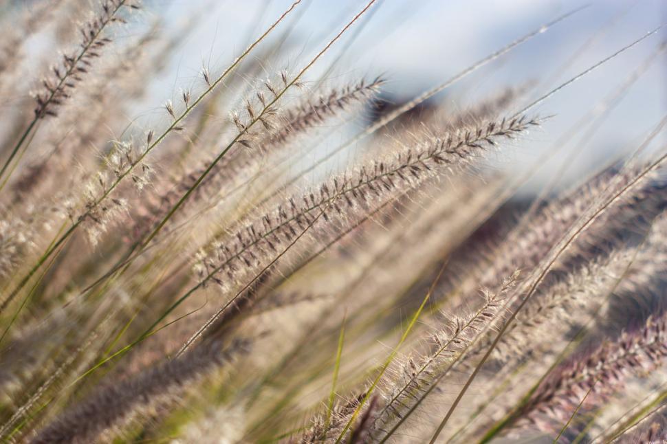 Free Image of Tall Grass Blowing in the Wind 